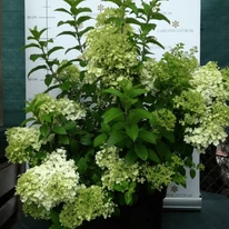 Hydrangea paniculata Bobo K5 - Bugás hortenzia