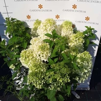 Hydrangea paniculata Bobo K5 - Bugás hortenzia