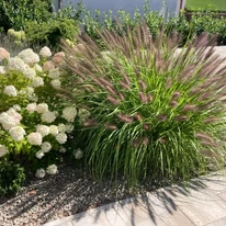 Pennisetum alopecuroides K2 - Barna bugájú tollborzfű
