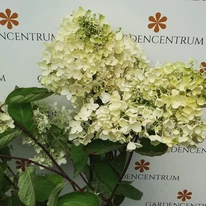 Grandiflora bugás hortenzia nagyméretű virágai telephelyünkön július hónapban. 