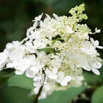 Hydrangea paniculata Confetti bugás hortenzia virágzata közelről.