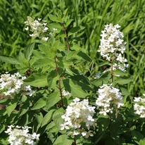 Hydrangea paniculata Confetti bugás hortenzia cserje kompakt habitusa.