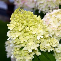 Hydrangea paniculata Little Spooky K5 - Törpe bugás hortenzia