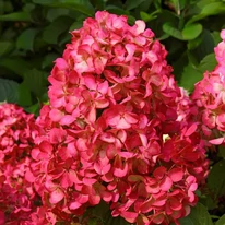 A Hydrangea paniculata Wim's Red sötétrózsaszín kúpos bugavirágzatai.