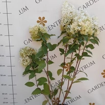 Hydrangea paniculata Phantom XL - Bugás hortenzia