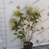 Hydrangea paniculata Phantom XL - Bugás hortenzia