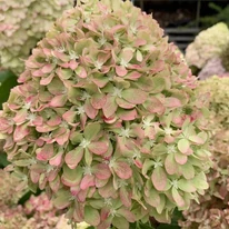 Hydrangea paniculata Pixio csodás, tömött, színváltós virágzata.
