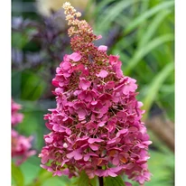 Hydrangea paniculata Wim's Red virágzatának kinézete.