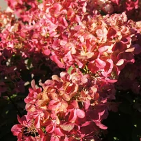 Rózsaszínes és mélyvörös árnyalatúra színeződnek a Hydrangea paniculata Wim's Red bugái.