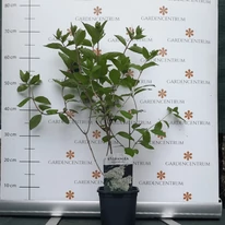 A Grandiflora bugás hortenzia júniusban, kertészetünkben.