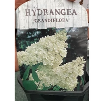A Grandiflora hortenzia termékcímkéje.