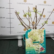 A törpe Petite Star hortenzia csupán 60 cm magasságúra nő meg.