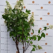 Hydrangea paniculata Kyushu júliusi állapota kertészetünkben.