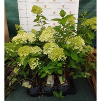 Hydrangea paniculata Limelight a virágzás kezdetén a Gardencentrum.hu telephelyén. 