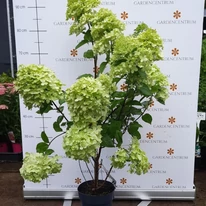 A Hydrangea paniculata Limelight júliusi állapota.