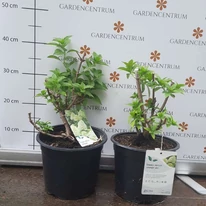 A Hydrangea paniculata Limelight visszametszett, 2,5 éves tövek augusztusi állapota.