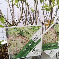 A Little Lime törpe bugás hortenzia címkéje kertészetünkben.
