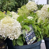 Hydrangea paniculata Little Spooky K5 - Törpe bugás hortenzia