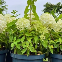 Hydrangea paniculata Little Spooky K5 - Törpe bugás hortenzia
