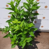 A Hydrangea paniculata Little Spooky júliusi állapota online kertészetünkben.