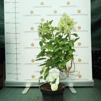 A Hydrangea paniculata Little Spooky cserépben, augusztusban.