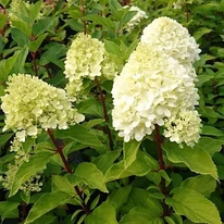 Hydrangea paniculata Mojito K3 - Bugás hortenzia