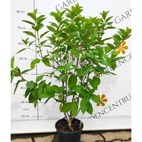 Hydrangea paniculata Mojito K3 - Bugás hortenzia