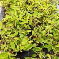 Hydrangea paniculata Phantom CS9 - Bugás hortenzia