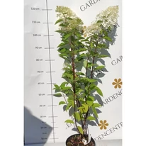 Hydrangea paniculata Phantom XL - Bugás hortenzia