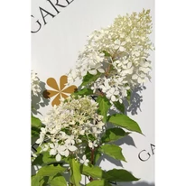 Hydrangea paniculata Phantom XL - Bugás hortenzia