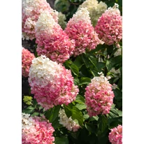 Hydrangea paniculata Living Pinky Promise® K5 - Bugás hortenzia
