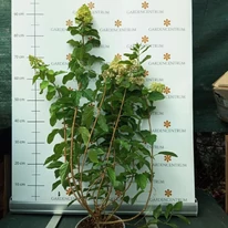 A  Hydrangea paniculata Polar Bear virágzó, augusztusi állapota kertészetünkben.