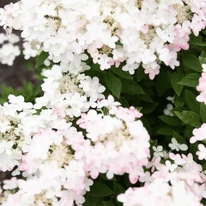 A Living Touch of Pink® bugás hortenzia rózsaszínnel enyhén bemosódott virágai ősz elején jelentkeznek.