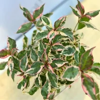 Hydrangea serrata Euphoria Pink CS15 - Fűrészeslevelű hortenzia