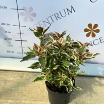 Hydrangea serrata Euphoria Pink CS15 - Fűrészeslevelű hortenzia