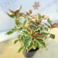 Hydrangea serrata Euphoria Pink CS15 - Fűrészeslevelű hortenzia
