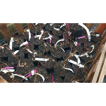 Hydrangea arborescens Annabelle - Cserjés hortenzia