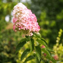 A Fraise melba bugás hortenzia virágbuga színe.