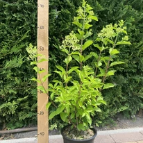 Hydrangea paniculata Hercules K3 - Bugás hortenzia
