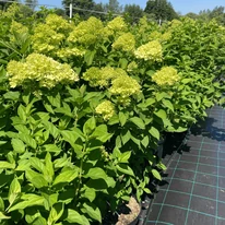 Hydrangea paniculata Hercules K3 - Bugás hortenzia