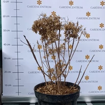 Hydrangea paniculata Bobo K5 - Bugás hortenzia