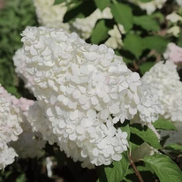 A Grandiflora hortenzia virágzata.