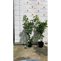A  Hydrangea petiolaris júniusi állapota kertészetünkben.