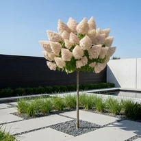 Látványkép egy szinesedő magastörzsű Polar Bear hortenziáról egy modern kertben. 