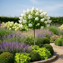 Látványkép egy magastörzsű Polar Bear hortenziáról dísznövények között. 