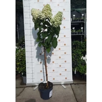 Hydrangea paniculata MT60 Silver Dollar hortenzia fa szeptemberi állapota kertészetünkben. 