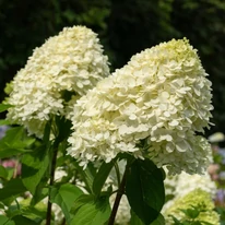Hydrangea paniculata Polar Bear MT60 - Bugás hortenzia fa
