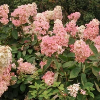 Hydrangea paniculata Polar Bear rózsaszínre szineződő virágai. 