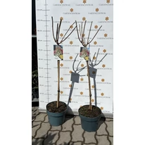 Candlelight bugás hortenzia 60 cm magas törzsre nevelt formában március végén.