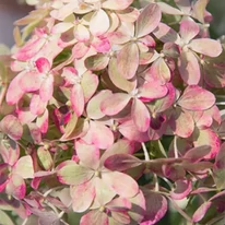 Hydrangea paniculata Living Royal Flower bugás hortenzia virágzata közelről, színváltás közben.